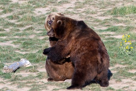 Bear predator wild animal photo