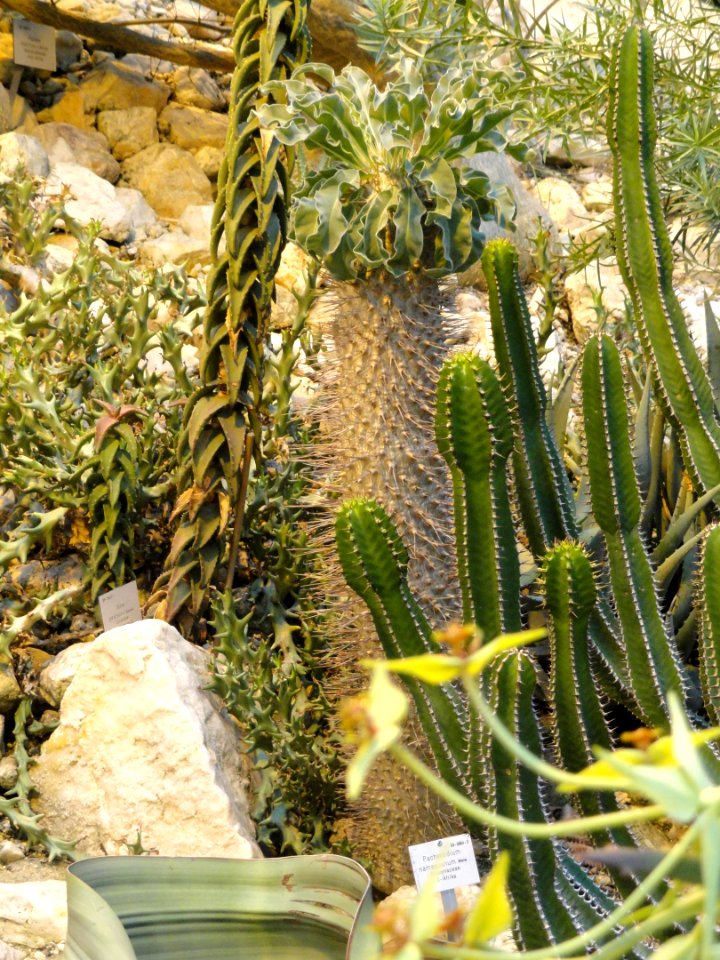 Pachypodium namaquanum - Palmengarten Frankfurt - DSC01753