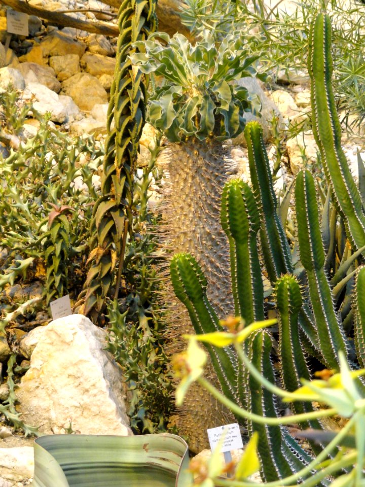 Pachypodium namaquanum - Palmengarten Frankfurt - DSC01753 photo