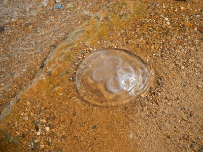 Bad water sea marine species