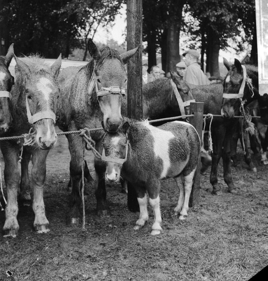 Paardemarkt in Zuidlaren. Paarden, wachtend op kopers, Bestanddeelnr 913-0607