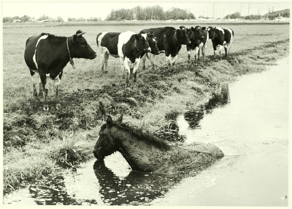 Paard in de sloot, NL-HlmNHA 5400465303