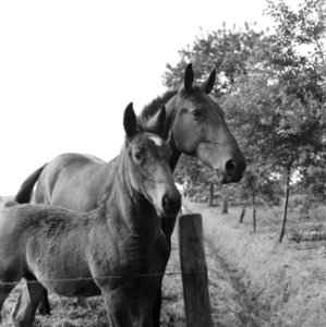 Paarden, merrie, veulen, Bestanddeelnr 165-0158