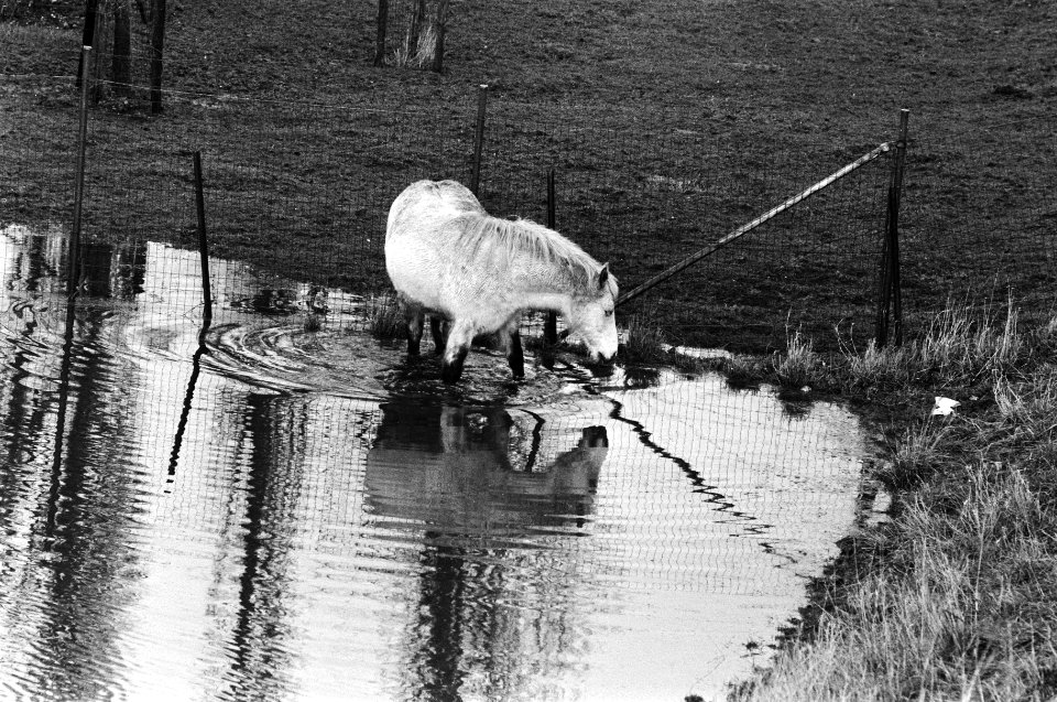 Paard in het water, Bestanddeelnr 932-4448