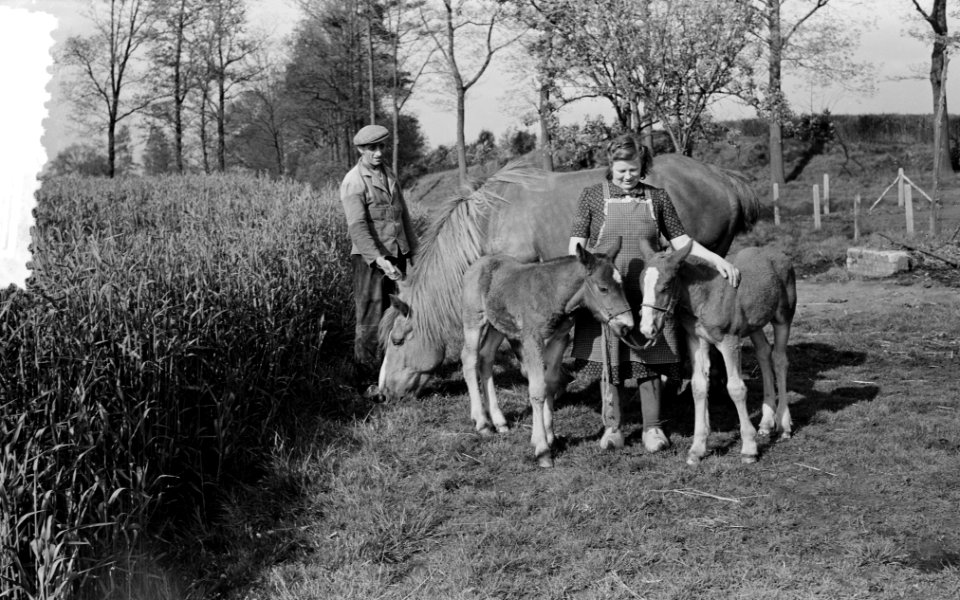 Paard met twee veulens in Zwiep bij Boer Nijhof op Molenwijk Gelderland, Bestanddeelnr 908-5948