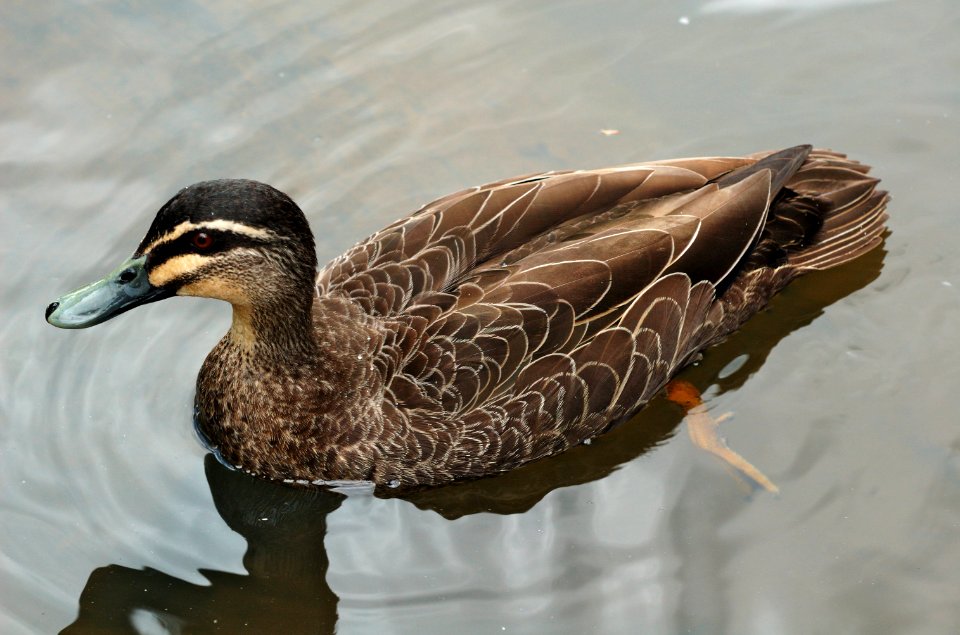 Pacific-Black-Duck-20071101-004 photo