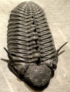 Paciphacops claviger, Early Devonian, Wenban Limestone, Cortez Range, Nevada, USA - Houston Museum of Natural Science - DSC01635