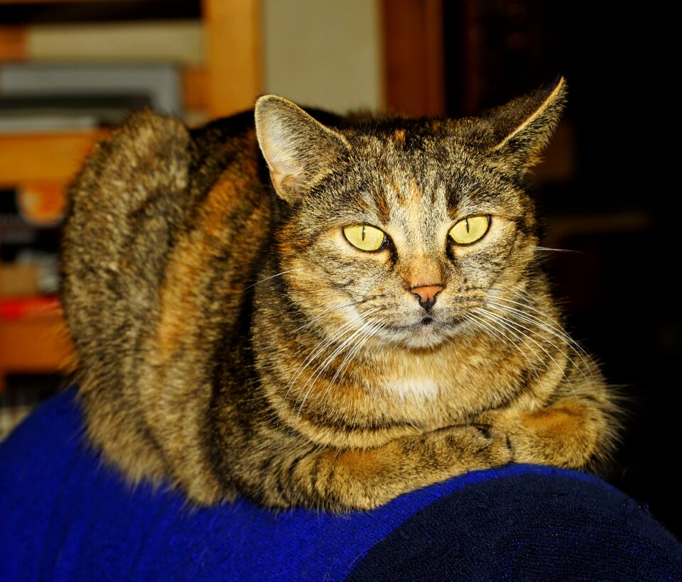 Pet mackerel mieze