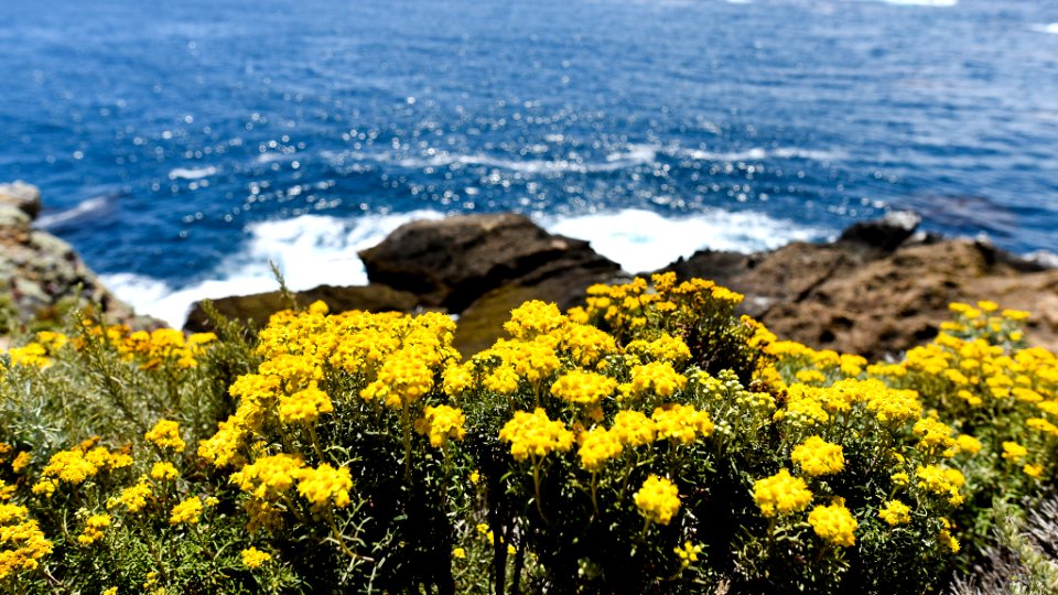 Pacific Flowers (175924399)