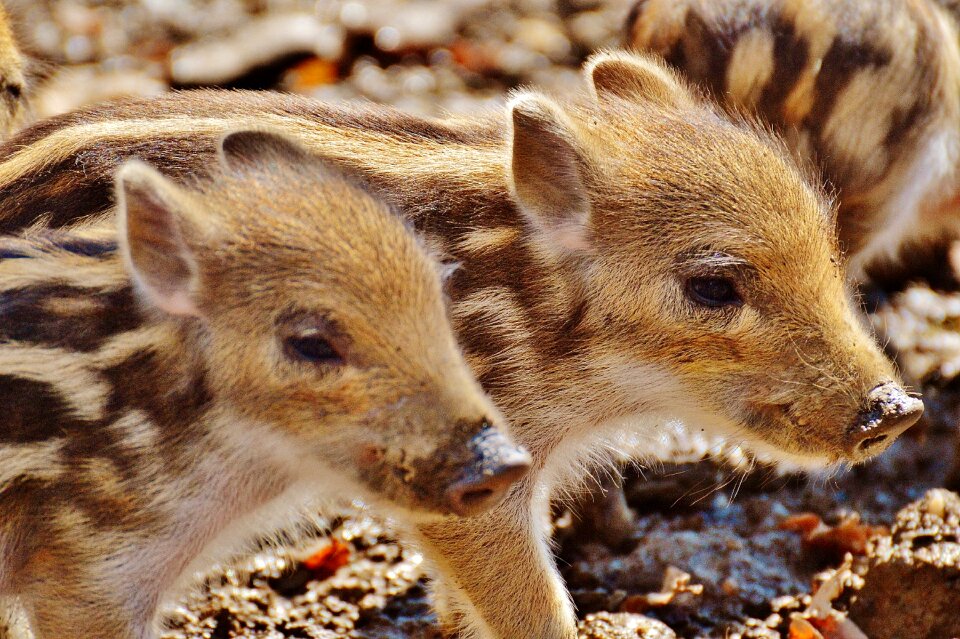 Young animals piglet pig