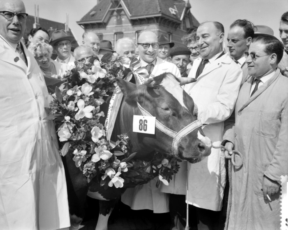 Paasveetentoonstelling te Amsterdam, de kampioen van de 4-tands vaarsrunderen, Bestanddeelnr 911-1561