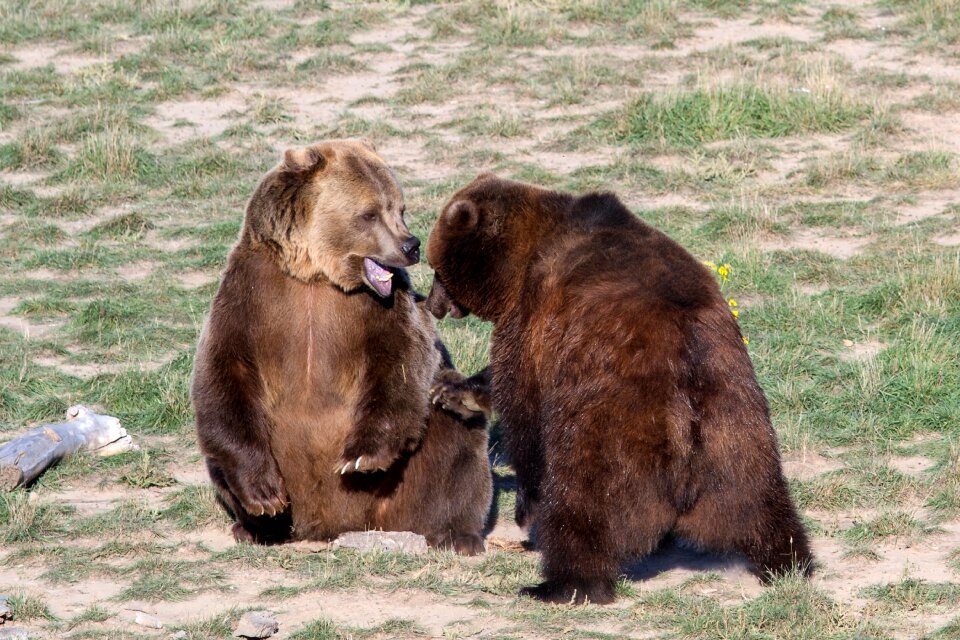 Bear predator wild animal
