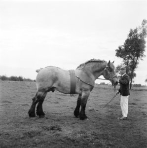Paard wordt getoond door man met witte broek, Bestanddeelnr 900-8518