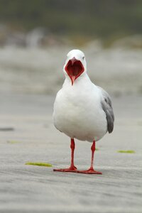 Gull seabird wildlife
