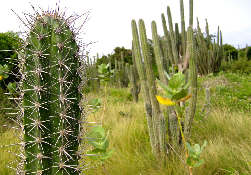 Pachycereus pecten-aboriginum