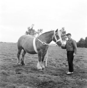 Paard met man, Bestanddeelnr 900-8504