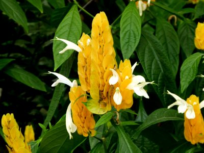 Pachystachys lutea serres du Jardin du Luxembourg