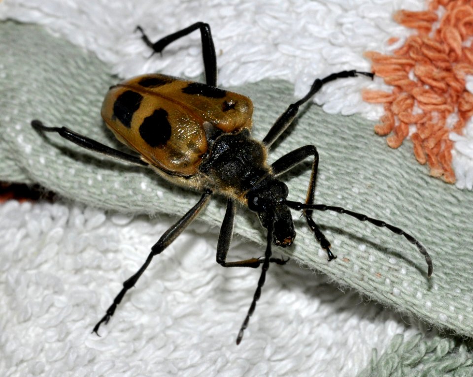 Pachyta-quadrimaculata-06-fws