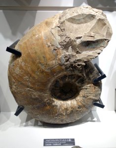 Pachydesmoceras aff. kossmati- National Museum of Nature and Science, Tokyo - DSC06968