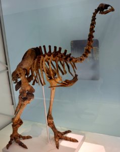 Pachyornis elephantopus Naturhistorisches Museum Basel 27102013 1