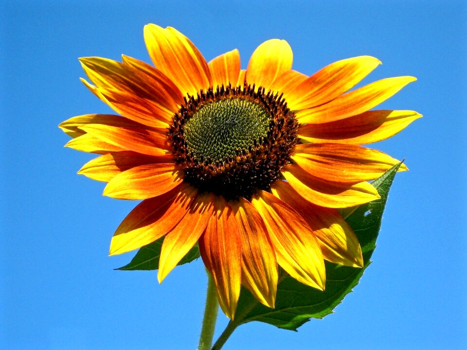 Orange flower bloom