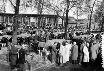 Paasveetentoonstelling in Rotterdam, Bestanddeelnr 912-2582