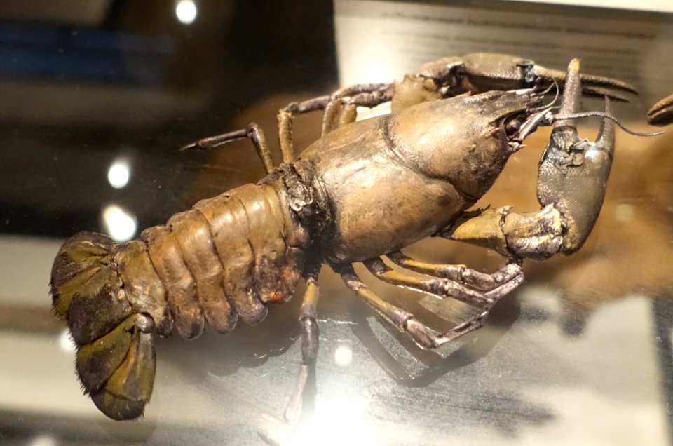 Pacifastacus leniusculus - Swedish Museum of Natural History - Stockholm, Sweden - DSC00708