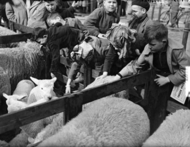 Paasveemarkt in Goes, Bestanddeelnr 904-4582