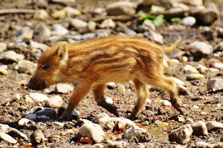 Young animals piglet pig photo