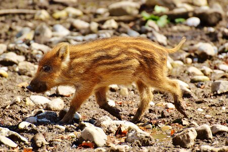 Young animals piglet pig