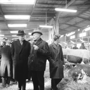 Paasveetentoonstelling in Rotterdam, varken met zeugen, Bestanddeelnr 916-1893