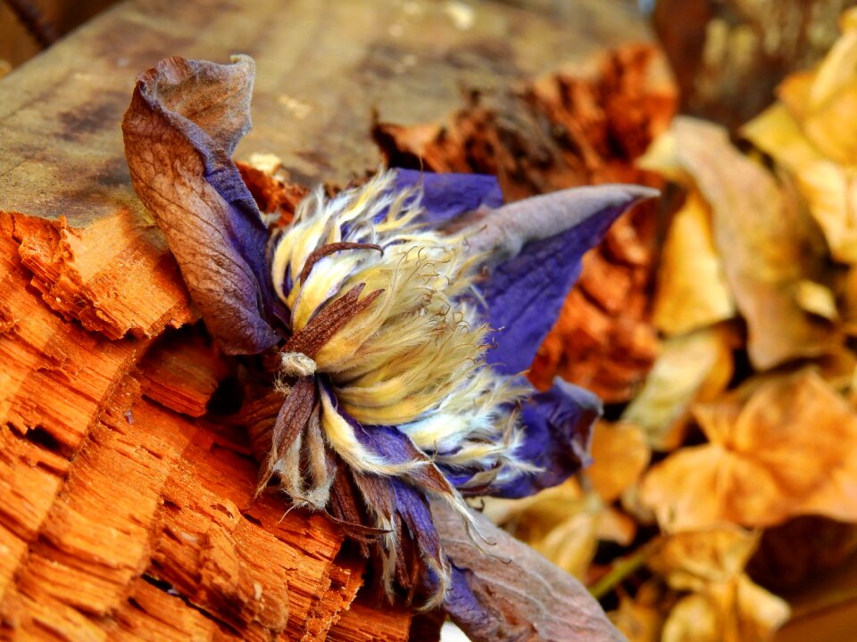 Blossom bloom plant