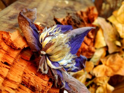 Blossom bloom plant