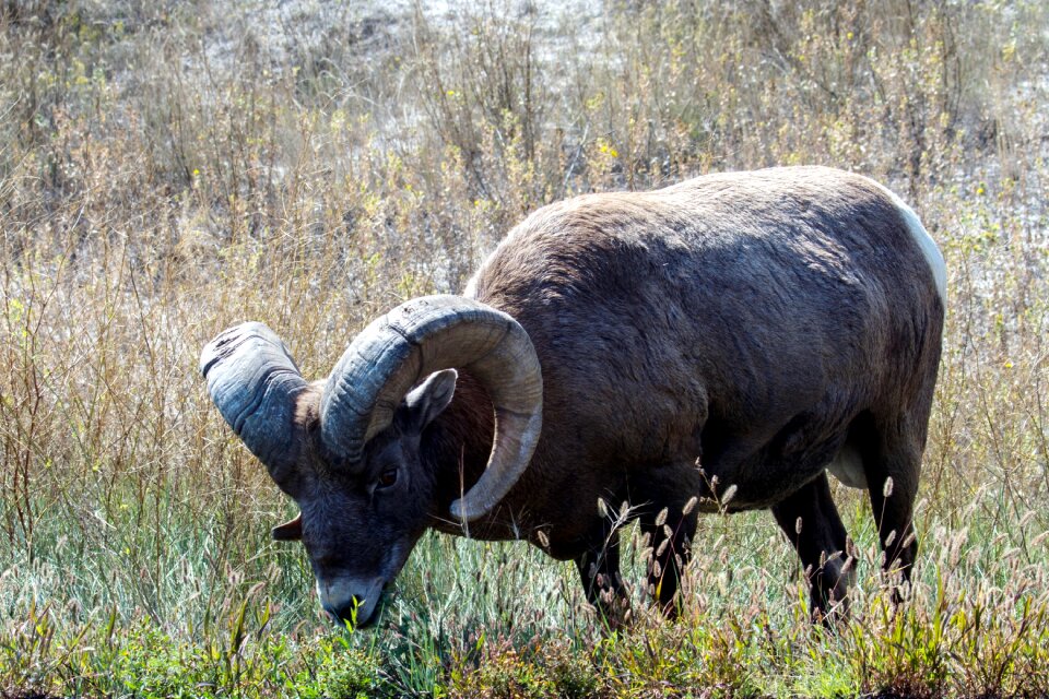 Wild animal usa horns