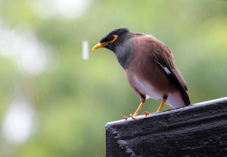 Rain rest animals
