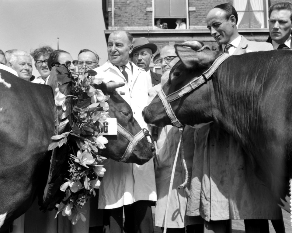 Paasveetentoonstelling te Amsterdam, 2 bekroonde koeien, Bestanddeelnr 911-1559