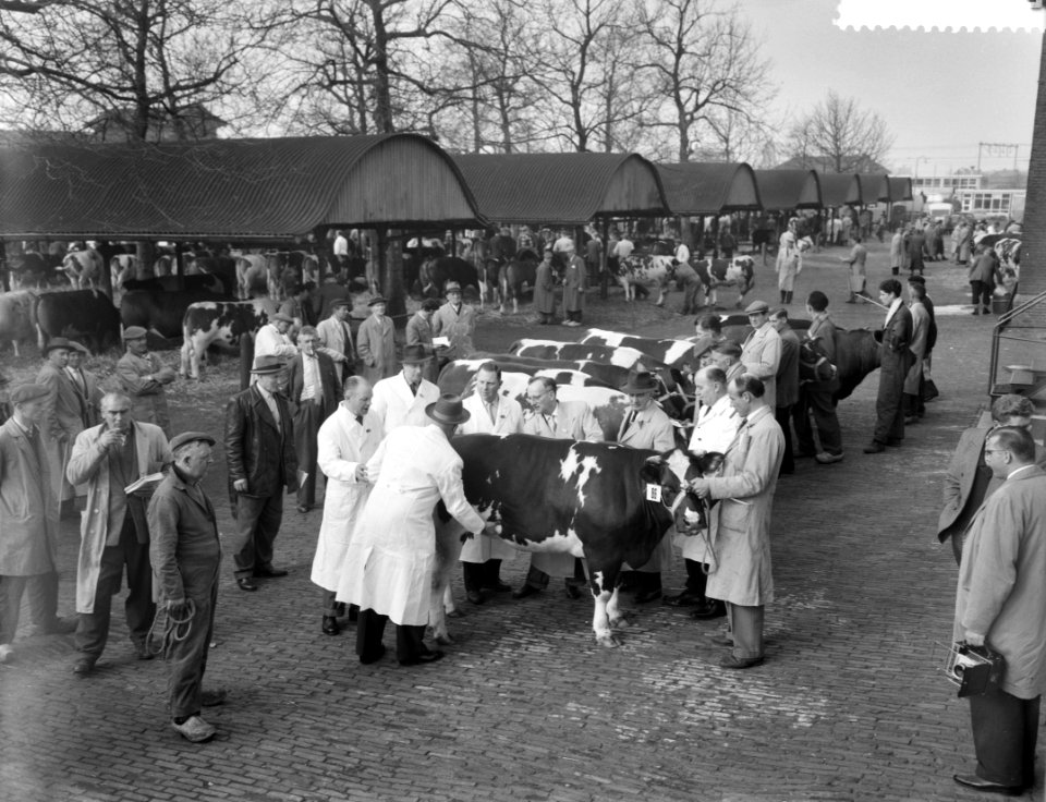 Paasveetentoonstelling te Amsterdam, overzicht van de keuring van 4-tands vaarsr, Bestanddeelnr 911-1560