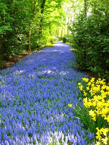 Perennial blossoms flora photo