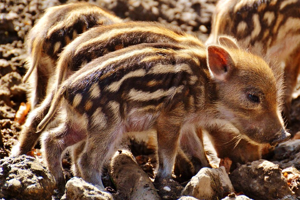 Young animals piglet pig