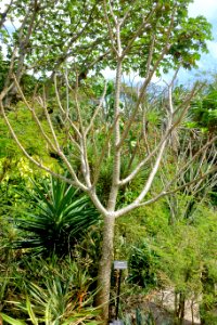 Pachypodium rutenbergianum - Mounts Botanical Garden - Palm Beach County, Florida - DSC03640