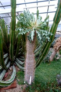 Pachypodium namaquanum - Botanischer Garten - Heidelberg, Germany - DSC01313