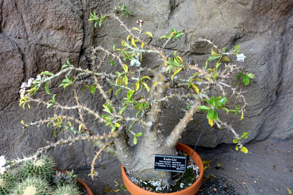 Pachypodium saundersii - Brooklyn Botanic Garden - Brooklyn, NY - DSC08125