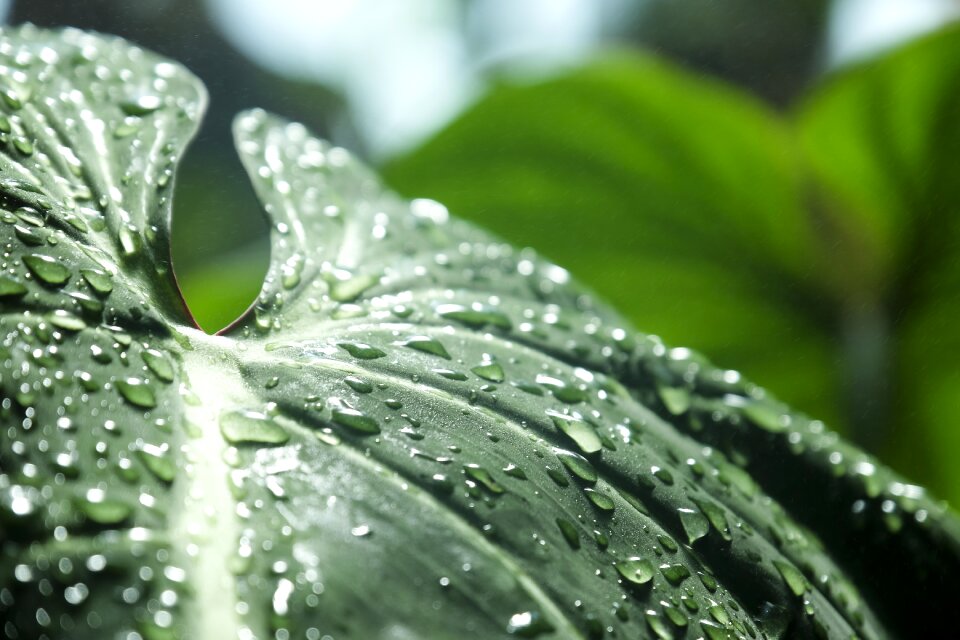 Leaves raindrop raindrops