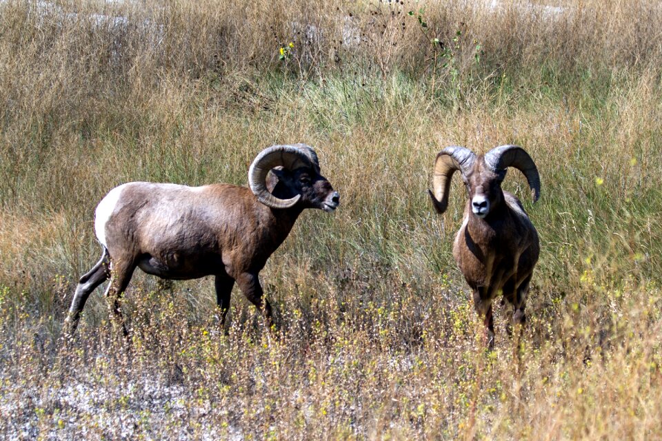 Wild animal usa horns