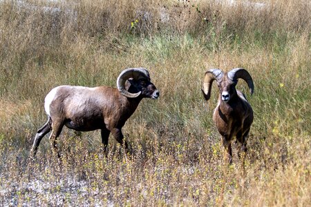 Wild animal usa horns