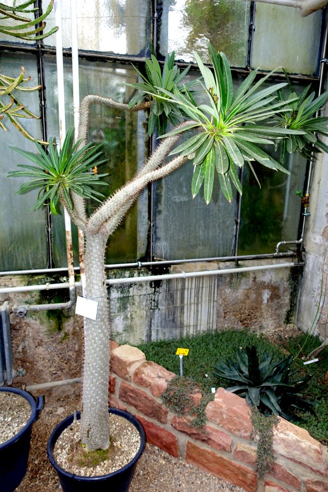 Pachypodium lamerei - Botanischer Garten - Heidelberg, Germany - DSC01376