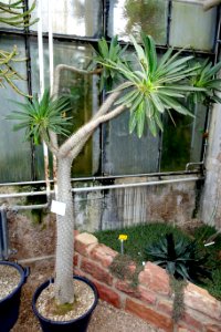Pachypodium lamerei - Botanischer Garten - Heidelberg, Germany - DSC01376
