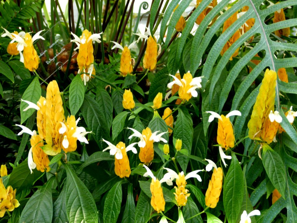 Pachystachys lutea - serres du Jardin du Luxembourg