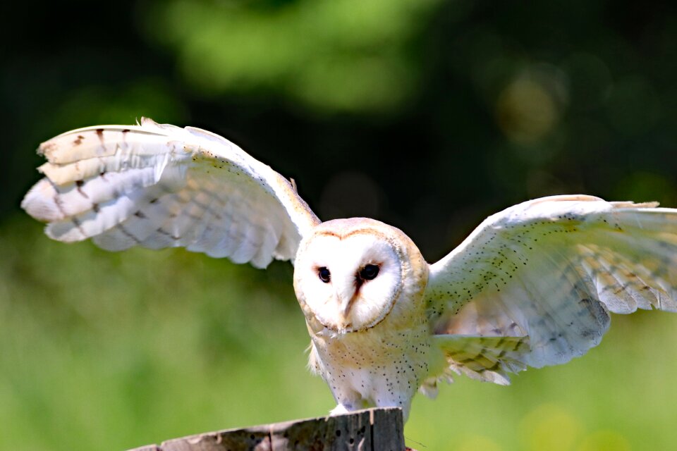 Barn animal wildlife