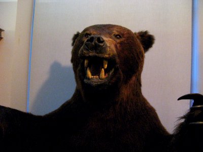 Ours brun au Musée de la Chasse et de la Nature